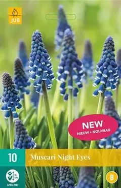 X 10 Muscari Night Eyes - afbeelding 2