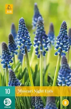 X 10 Muscari Night Eyes - afbeelding 2