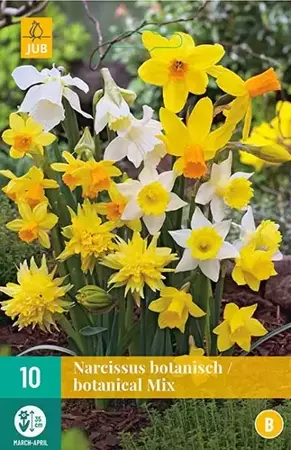 X 10 Narcissus Botanisch mix - afbeelding 1