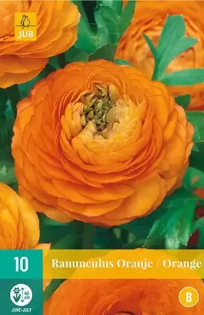 X 10 Ranunculus oranje - afbeelding 1