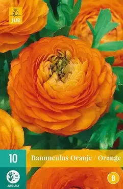 X 10 Ranunculus oranje - afbeelding 2