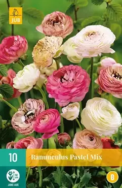 10 Ranunculus Pastel Mix - afbeelding 2