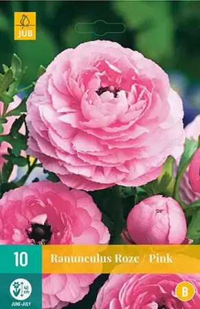 X 10 Ranunculus roze - afbeelding 1