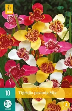 10 Tigridia Pavonia Mix - afbeelding 2