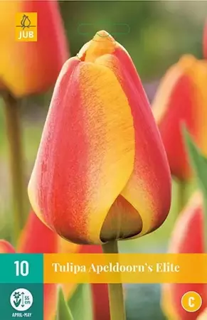 X 10 Tulipa Apeldoorn's Elite - afbeelding 1