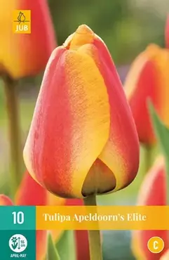 X 10 Tulipa Apeldoorn's Elite - afbeelding 2