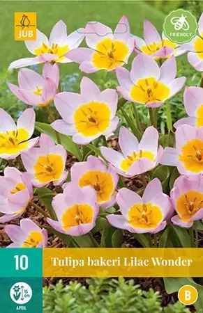 X 10 Tulipa bakeri Lilac Wonder - afbeelding 1
