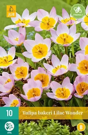 X 10 Tulipa bakeri Lilac Wonder - afbeelding 2