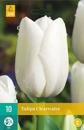 X 10 Tulipa Clearwater - afbeelding 1