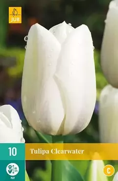 X 10 Tulipa Clearwater - afbeelding 2