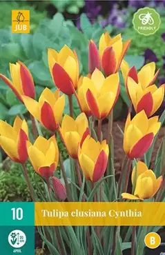 10 TULIPA CLUSIANA CYNTHIA 6/+