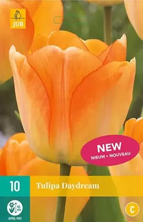 X 10 Tulipa Daydream - afbeelding 1