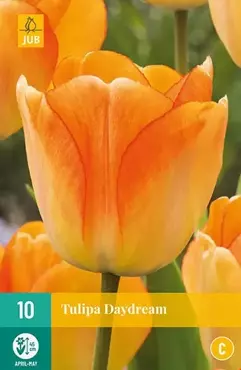 X 10 Tulipa Daydream - afbeelding 2