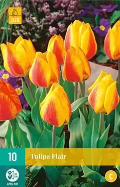 10 TULIPA FLAIR 11/12