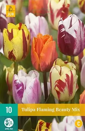 X 10 Tulipa Flaming Beauty mix - afbeelding 1