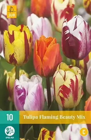 X 10 Tulipa Flaming Beauty mix - afbeelding 2