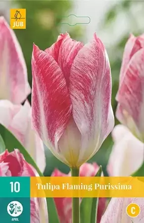 X 10 Tulipa Flaming Purissima - afbeelding 1