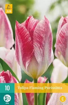 X 10 Tulipa Flaming Purissima - afbeelding 2