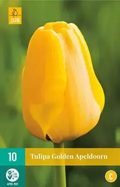 X 10 Tulipa Golden Apeldoorn - afbeelding 1