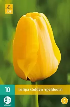 X 10 Tulipa Golden Apeldoorn - afbeelding 2