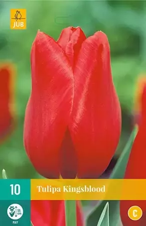 X 10 Tulipa Kingsblood - afbeelding 1
