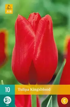 X 10 Tulipa Kingsblood - afbeelding 2