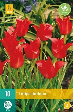 X 10 Tulipa linifolia - afbeelding 2