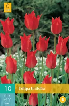 X 10 Tulipa linifolia - afbeelding 2