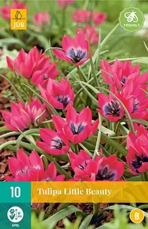 X 10 Tulipa Little Beauty - afbeelding 1