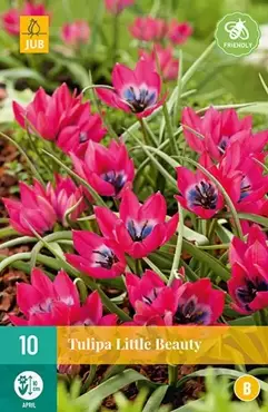 X 10 Tulipa Little Beauty - afbeelding 2