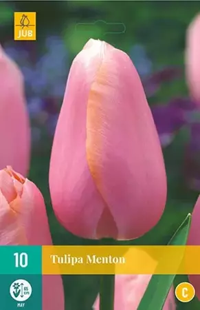 X 10 Tulipa Menton - afbeelding 1