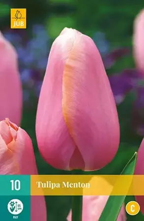 X 10 Tulipa Menton - afbeelding 2