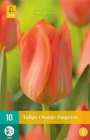 X 10 Tulipa Orange Emperor - afbeelding 1