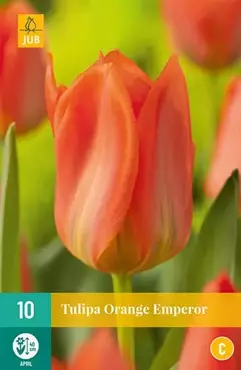 X 10 Tulipa Orange Emperor - afbeelding 2