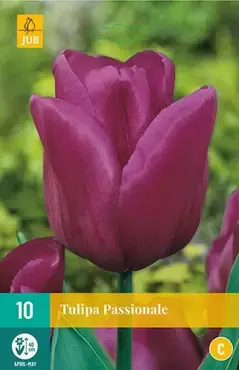 X 10 Tulipa Passionale - afbeelding 1