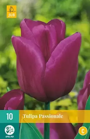 X 10 Tulipa Passionale - afbeelding 2