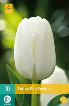 X 10 Tulipa Pim Fortuyn - afbeelding 2