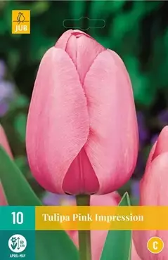 X 10 Tulipa Pink Impression - afbeelding 1