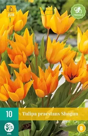 X 10 Tulipa praestans Shogun - afbeelding 1