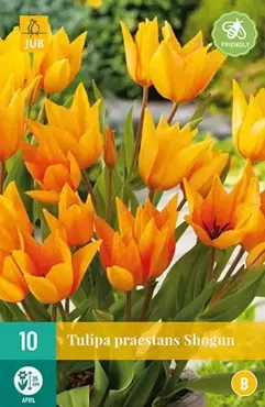 X 10 Tulipa praestans Shogun - afbeelding 2