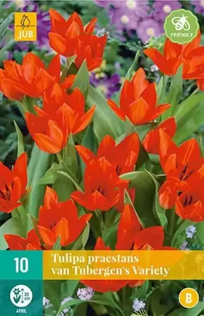 X 10 Tulipa praestans van Tubergen's var. - afbeelding 1