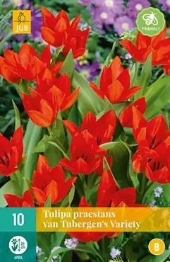X 10 Tulipa praestans van Tubergen's var. - afbeelding 2