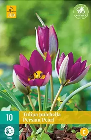 10 TULIPA PULCH. PERSIAN PEARL 6/+