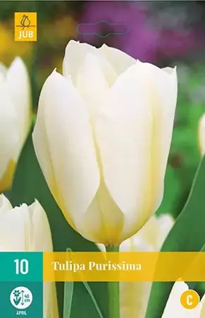 X 10 Tulipa Purissima - afbeelding 1