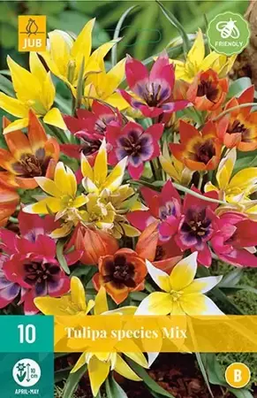 X 10 Tulipa Species mix - afbeelding 1