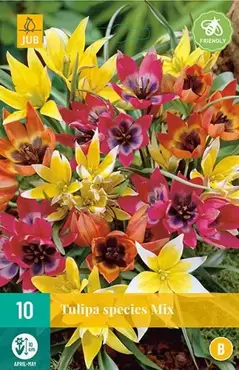 X 10 Tulipa Species mix - afbeelding 1