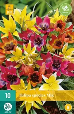 X 10 Tulipa Species mix - afbeelding 2