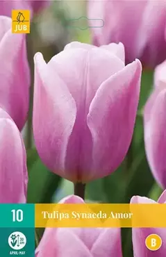 X 10 Tulipa Synaeda Amor - afbeelding 1