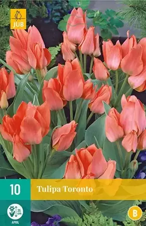 X 10 Tulipa Toronto - afbeelding 1