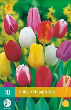 X 10 Tulipa Triumph mix - afbeelding 1